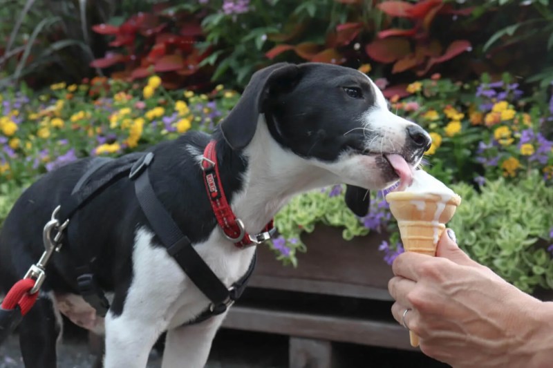 Knoebels Amusement Resort