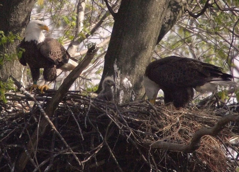 Your guide to Pennsylvania's fall and winter birdwatching destinations