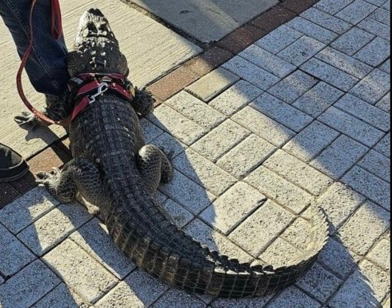 Emotional support alligator WallyGator is missing.