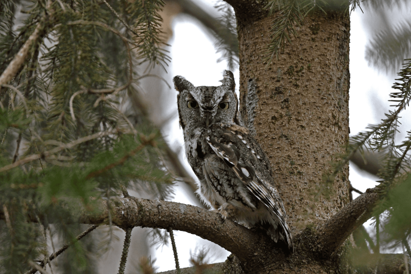 Hoot, Hoot, Hooray! Where to Celebrate Superb Owl Sunday in Pennsylvania