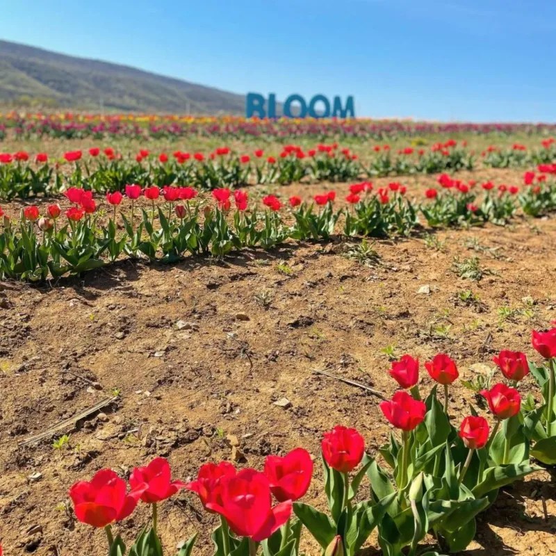 Tulip Tourism: When And Where To See Tulips In Pennsylvania