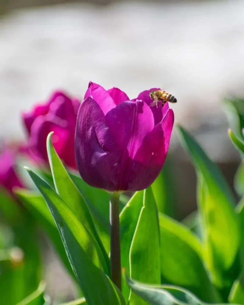 Tulip Tourism: When And Where To See Tulips In Pennsylvania