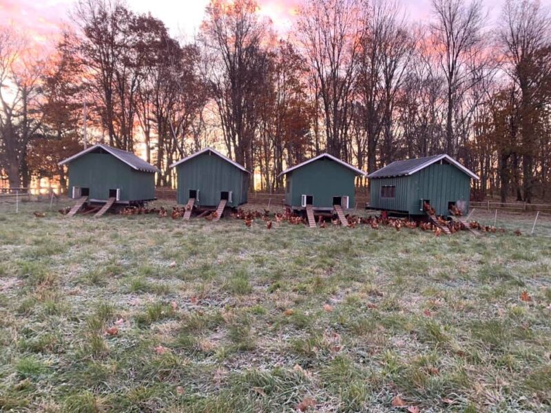 From Coop To Kitchen: Where To Buy Farm-Fresh Eggs In NEPA