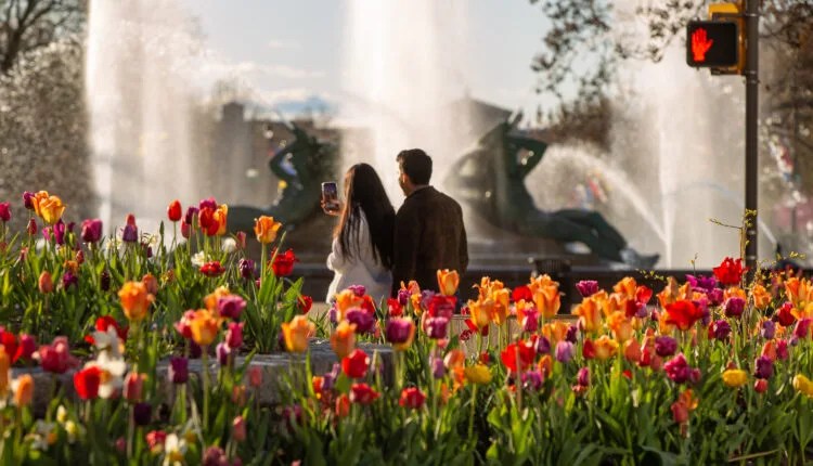 Tulip Tourism: When And Where To See Tulips In Pennsylvania