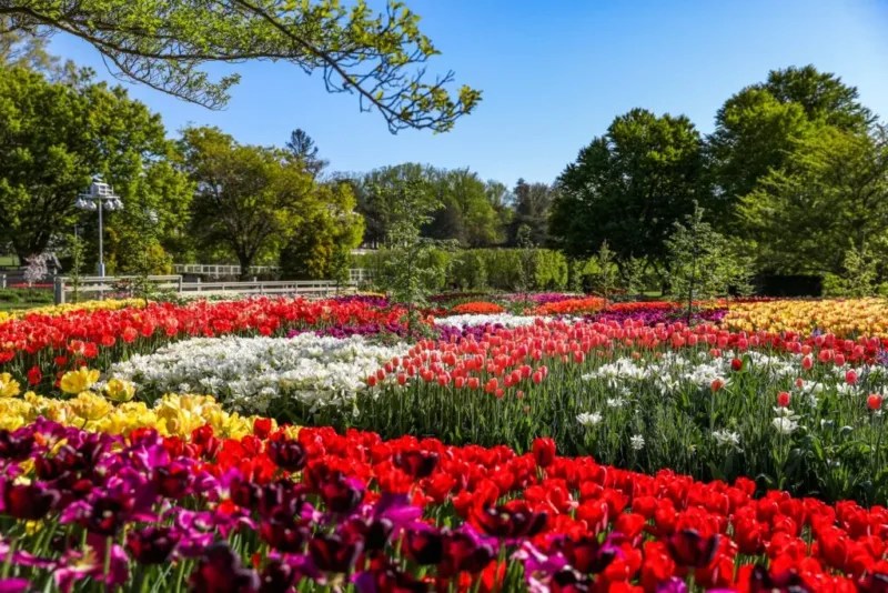 Tulip Tourism: When And Where To See Tulips In Pennsylvania