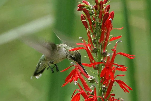 Your Guide To Hummingbird Season In Pennsylvania