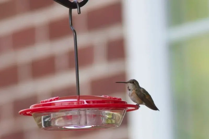 Your Guide To Hummingbird Season In Pennsylvania