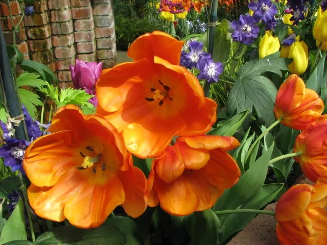 Tulip Tourism: When And Where To See Tulips In Pennsylvania