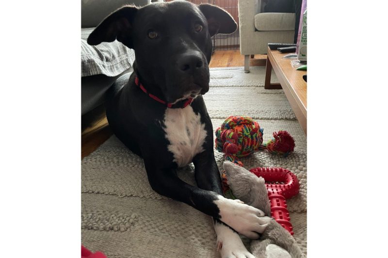 National Adopt a Shelter Pet Day