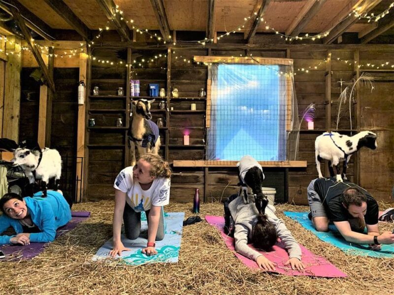 Breathe With The Bleat: 8 Places To Practice Goat Yoga In Pennsylvania