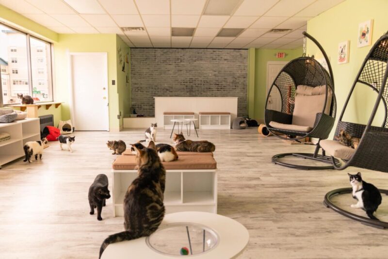 A complete cat-alog of Pennsylvania’s 20 cat cafes