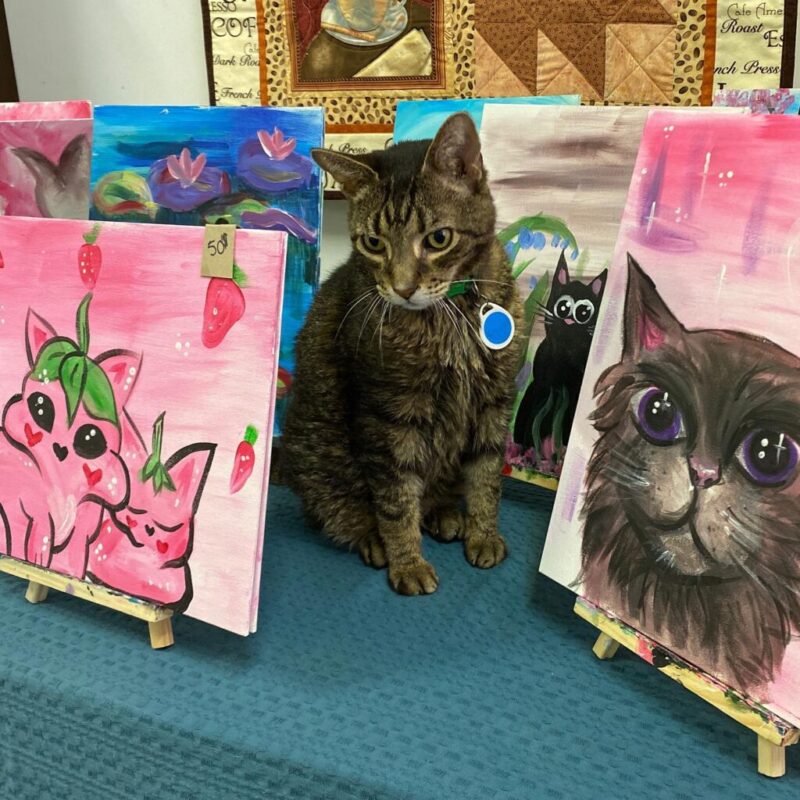 A complete cat-alog of Pennsylvania’s 20 cat cafes