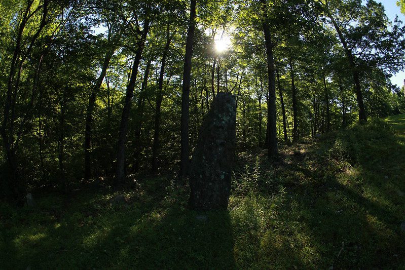 Sunlight peeking through the trees in a dense forest.