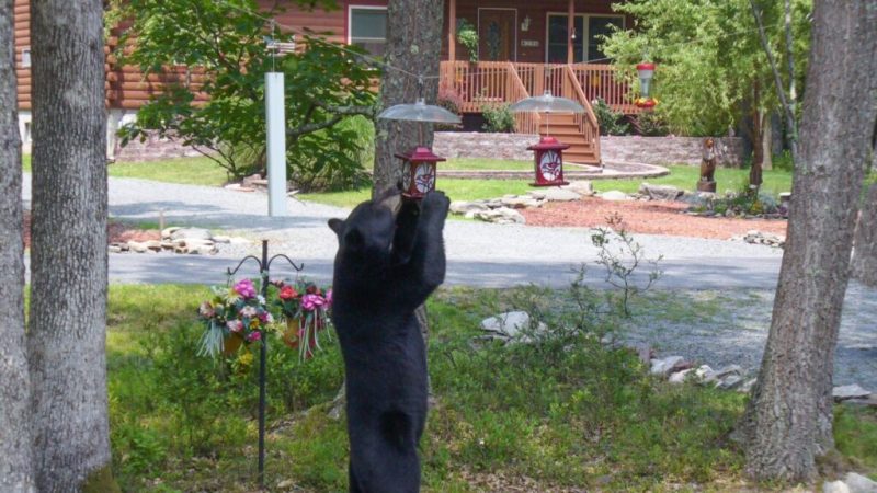 A black bear standing to eat from a bird feeder