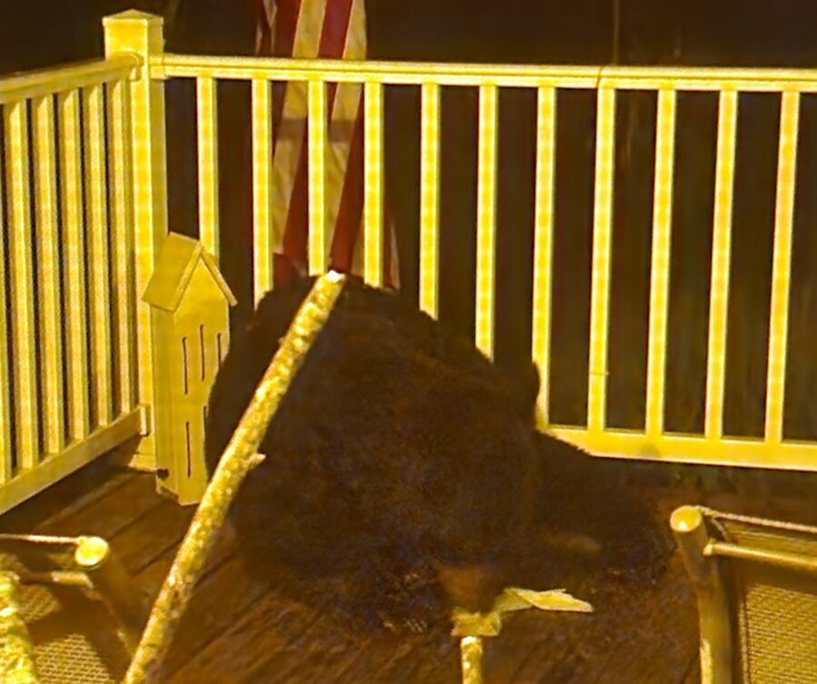 Punxsutawney resident Cindy Depp-Hutchinson shared this photo of a black bear who recently wandered into her family's yard.