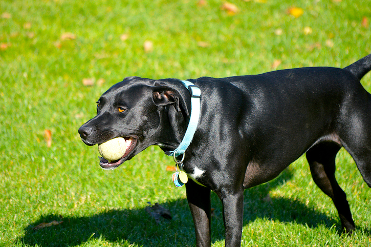 Dog at public dog park in Philadelphia