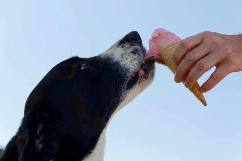 Dog licking ice cream cone.