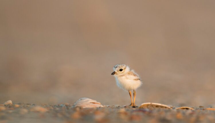 Learn About All 71 Endangered Animal Species In Pennsylvania