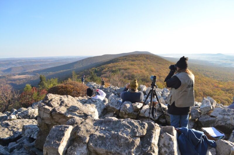 Feathery fall migrations: Keep your eyes peeled for these traveling birds