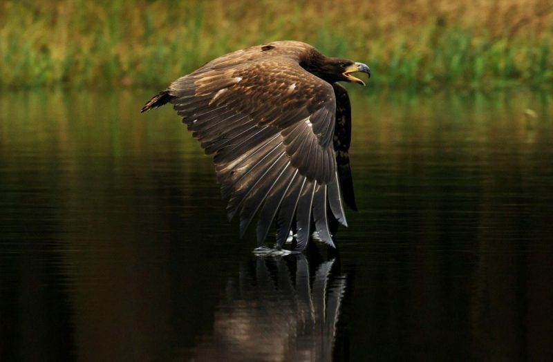 Feathery fall migrations: Keep your eyes peeled for these traveling birds