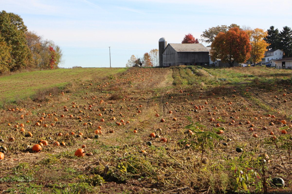 Open field on a farm with building in the distance.