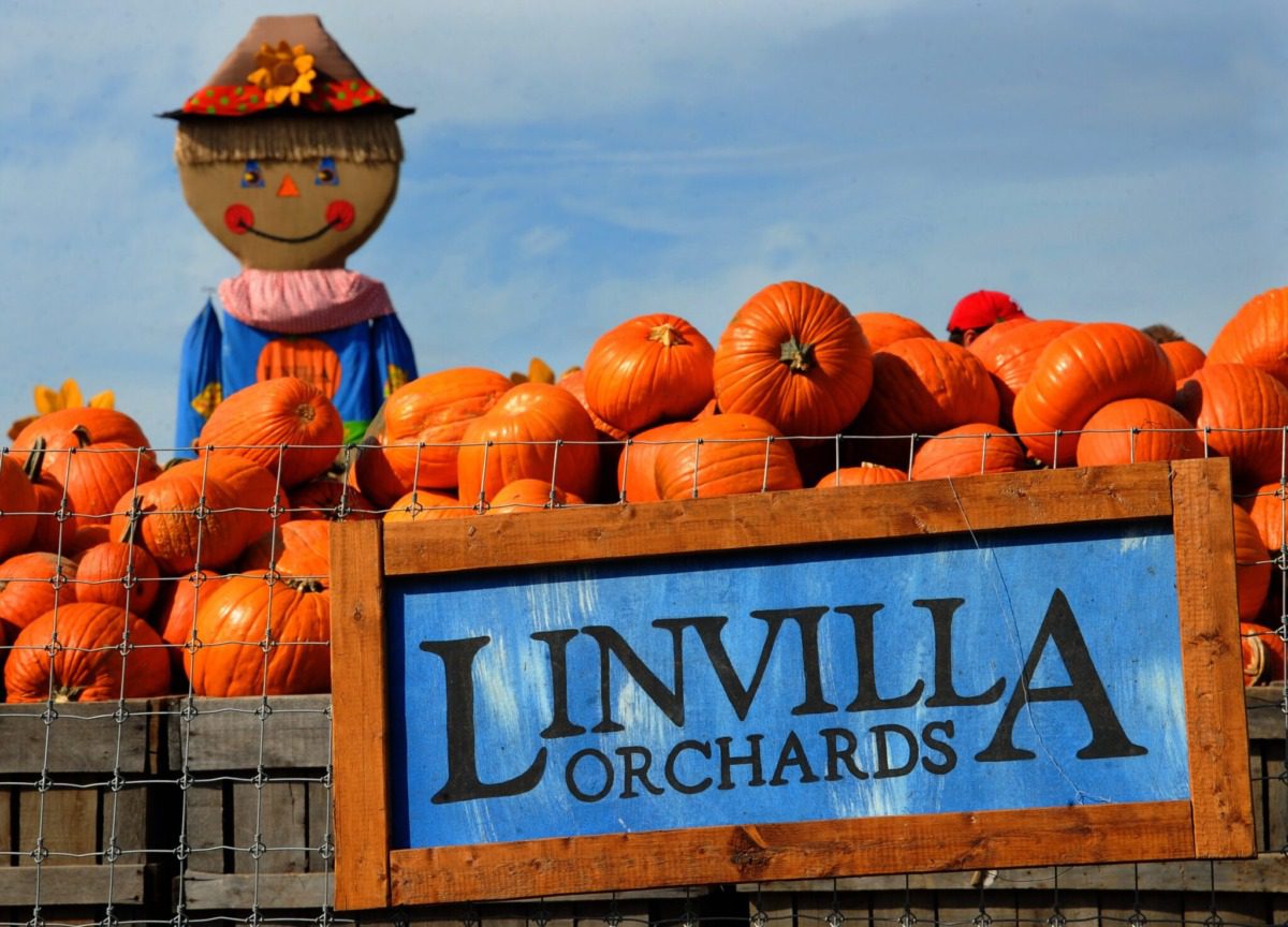 Scarecrow behind a pile of pumpkins with a blue Linvilla Orchards sign.