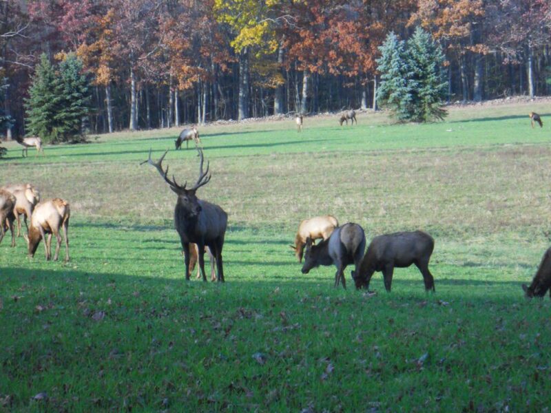 25 weird & wacky Pennsylvania festivals happening in 2025