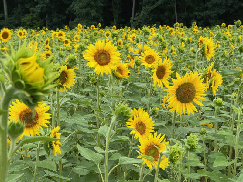 Pennsylvania in bloom: 14 flower festivals to check out in 2025