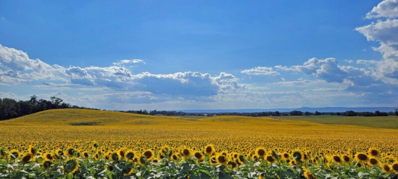 Pennsylvania in bloom: 14 flower festivals to check out in 2025