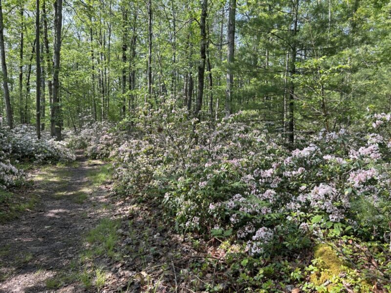 Pennsylvania in bloom: 14 flower festivals to check out in 2025