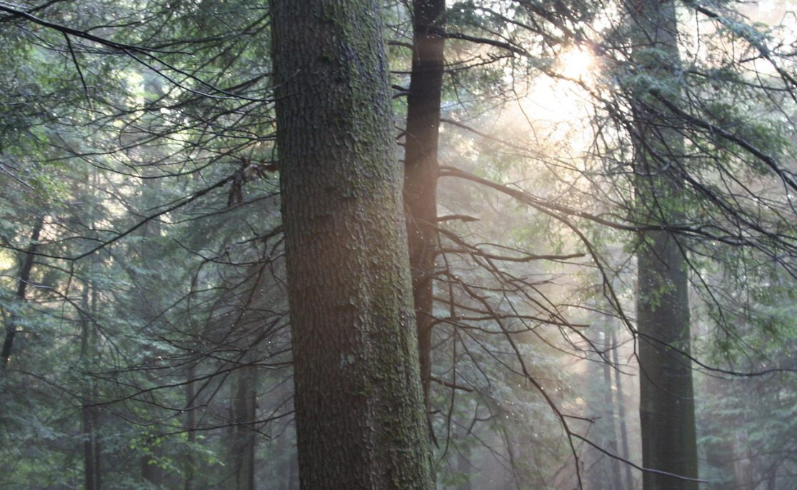 Light filters through old-growth forest