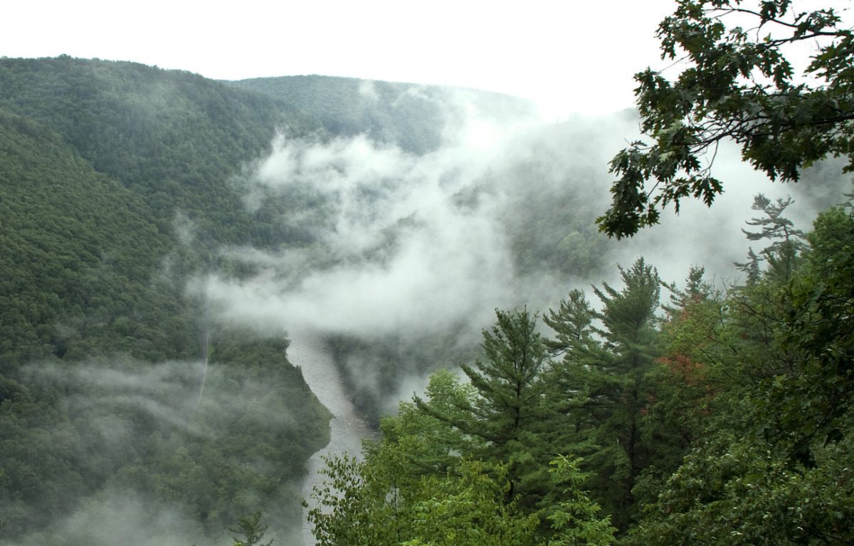 mist among tree tops