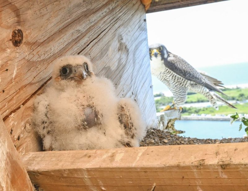 mama and baby peregrine falcon