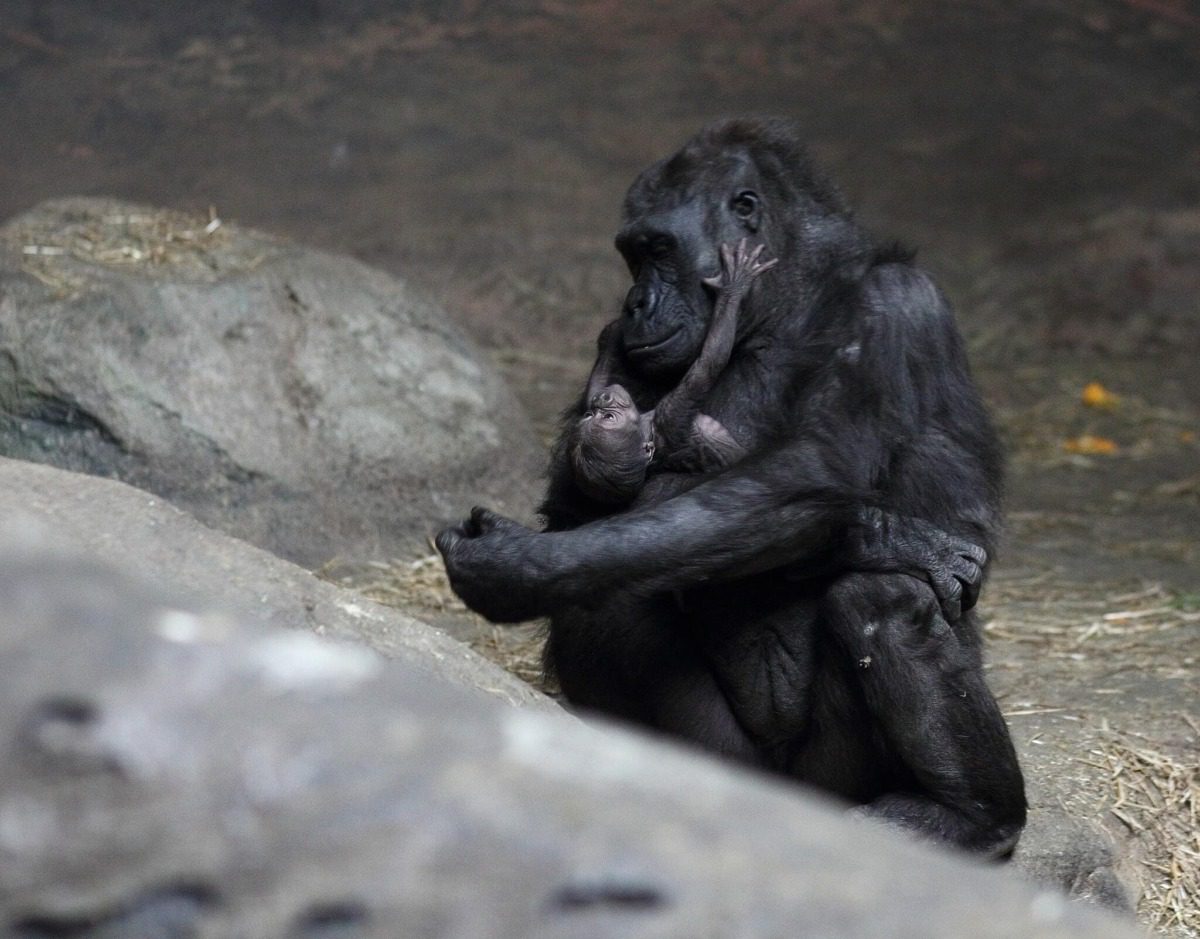 Moka, a female gorilla at the Pittsburgh Zoo & Aquarium, holds her baby.