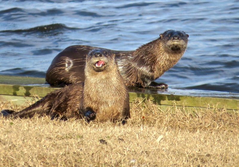 river otters hang out by a river bank