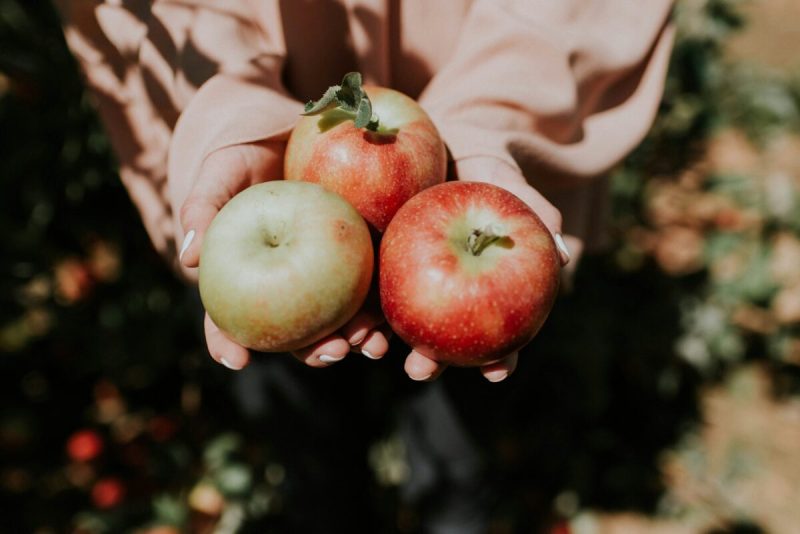 pennsylvania is full of apple orchards ripe for picking