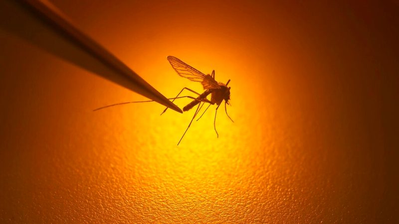 9 Pa. residents confirmed with West Nile virus: Here’s how to protect yourself
