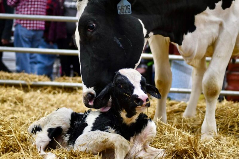 A Pennsylvania Farm Show preview