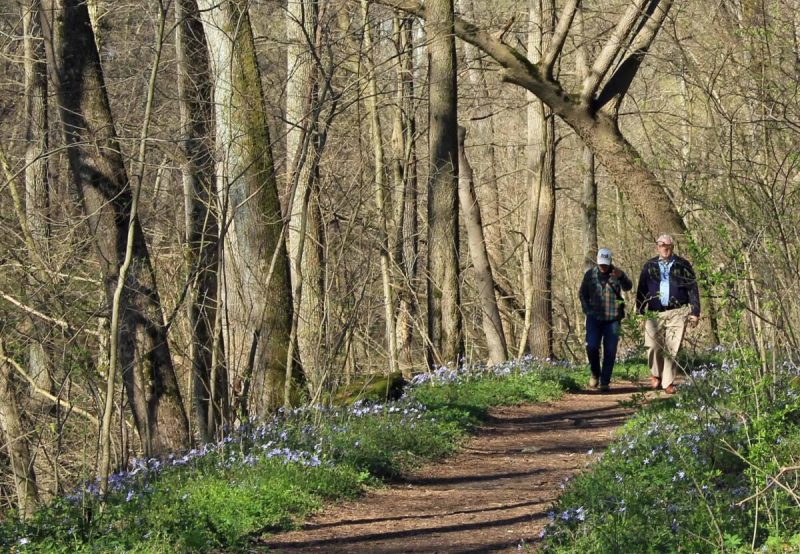 Pennsylvania is home to more than 100 species of native wildflowers, which decorate the landscape from early spring through fall.